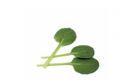 Tatsoi Green Ortis (Brassica rapa var. rosularis)