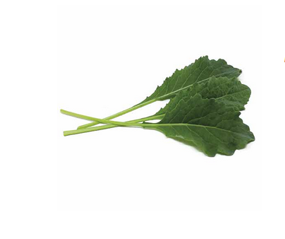 Kale Nero Di Toscana (Brassica oleracea)